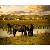 Bestelnr: 0222 - Paarden - Callantsoog
